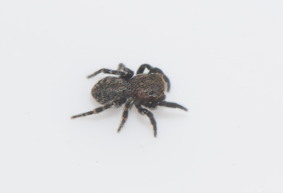 Brby Alvar land 23.5-17 Adult male.