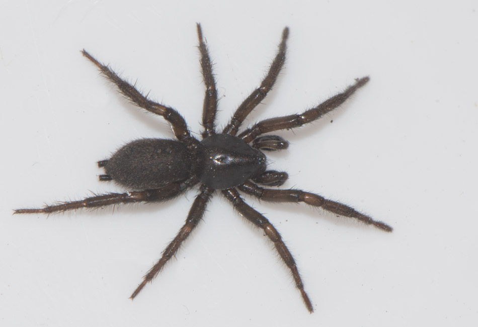 Brby land 23.5-15 Adult Male