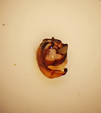 Mosse obbhult Halland 23.7 palp adult male