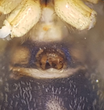 Mellbystrand Halland 22.5-17 epigyn adult female