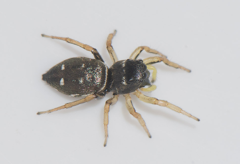 Ljungryda Blekinge 11.7-17 adult female