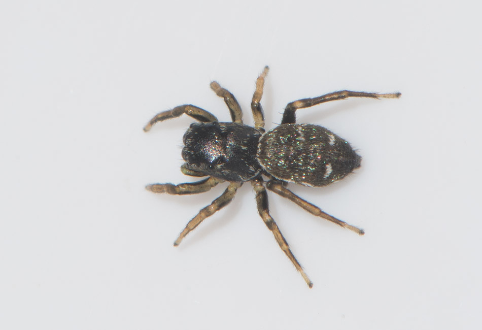Ljungryda Blekinge 11.7-17 adult female