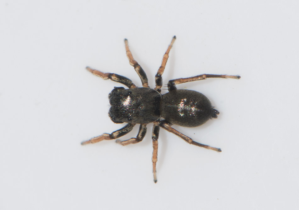 Sbytorp Vstmanland 18.5-17 adult male