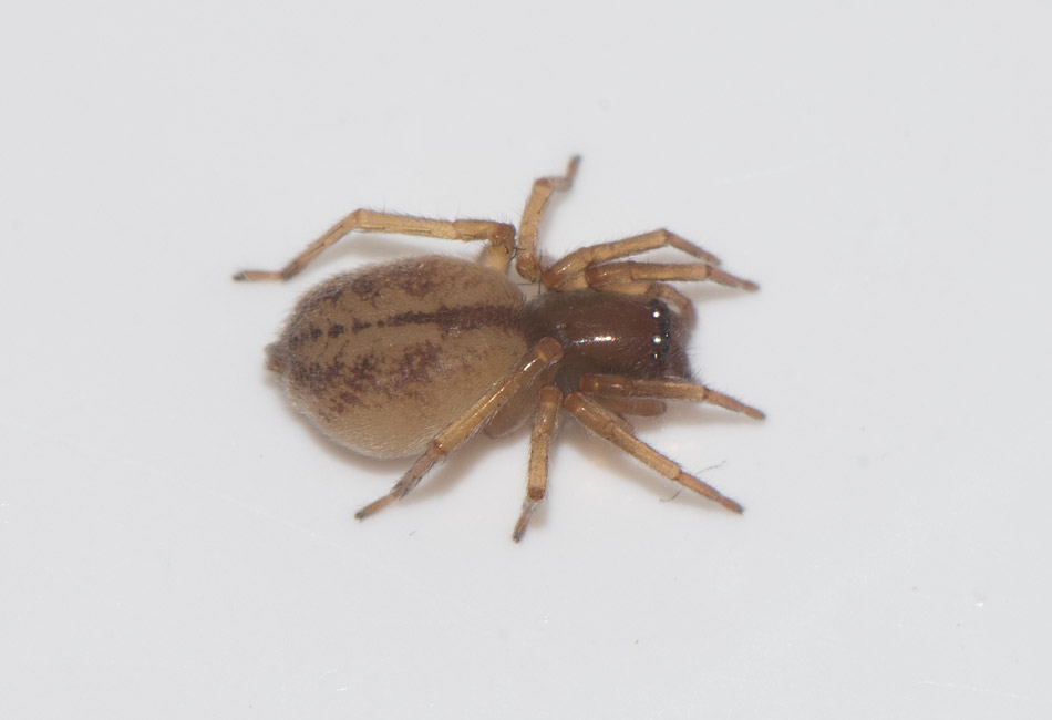 Stamnared Halland 17.6-17 adult female
