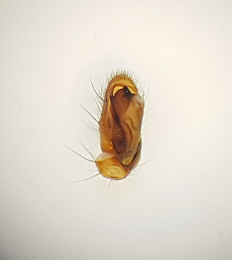 Subbe Halland 26.5-17 palp adult male