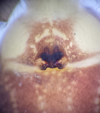 Grensckspindel ( Clubiona pallidula )