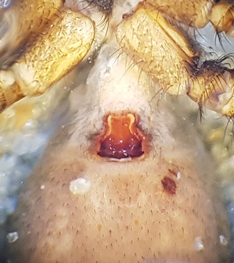 Subbe Halland 26.5-17 epigyn adult female