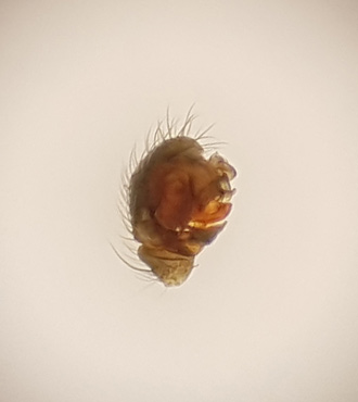 Tenuiphantes mengei ( Åkermattvävare )