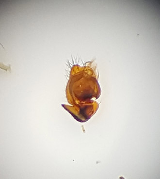 Gonatium rubens ( Smultrondvärgspindel )