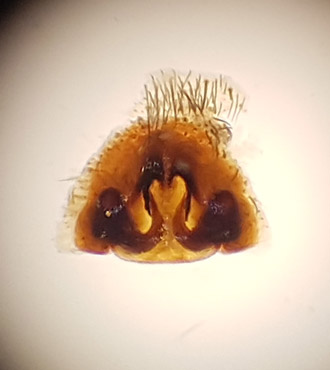 Trochosa terricola ( Skogsbjörnspindel )