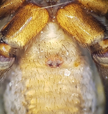 Xerolycosa miniata ( Sandjaktspindel )