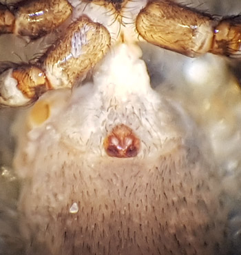 Xerolycosa nemoralis ( Hedjaktspindel )