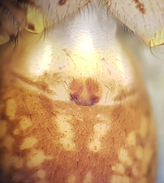 Hygrolycosa rubrofasciata ( Trumvargspindel )