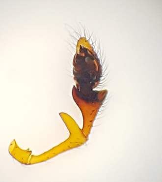 Erigone arctica ( Havstrandspindel )