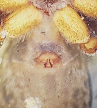 Pardosa prativaga ( Strumpvargspindel )