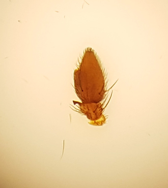 Ravlunda Skne 5.5-18 palp adult male