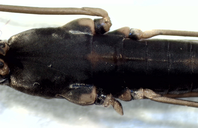 Stugan Hyltan Halland 24.7-18 adult female