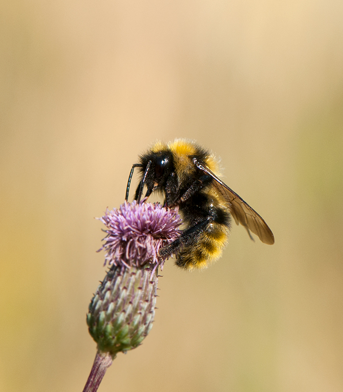 Beteshagen Halland 19.7-18 Male