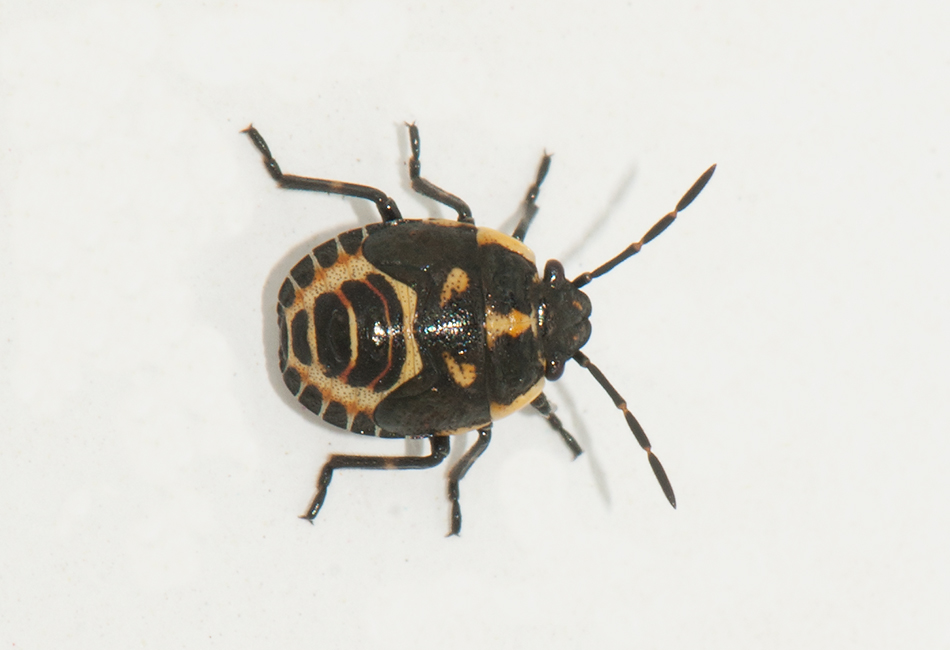 Eurydema oleracea ( Rapssugare )