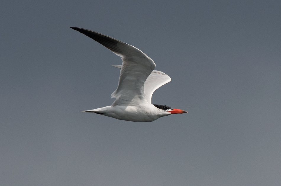Falsterbo Skne 2.9-18