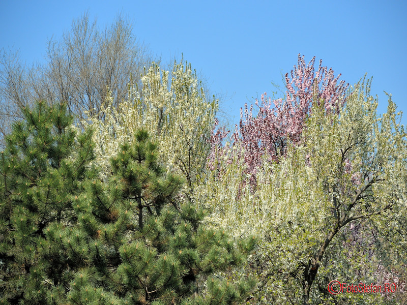 parcul-morarilor-bucuresti-primavara_29.jpg