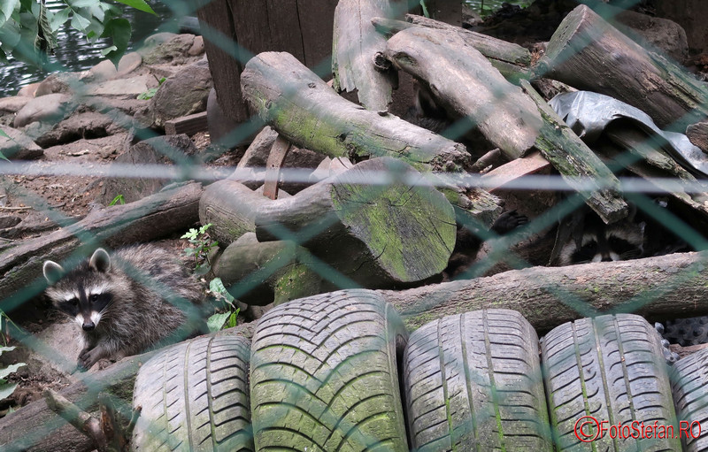 zoo-raton-timisoara.JPG