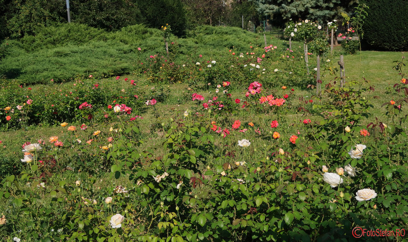 parcul-rozelor-trandafiri-timisoara_44.JPG