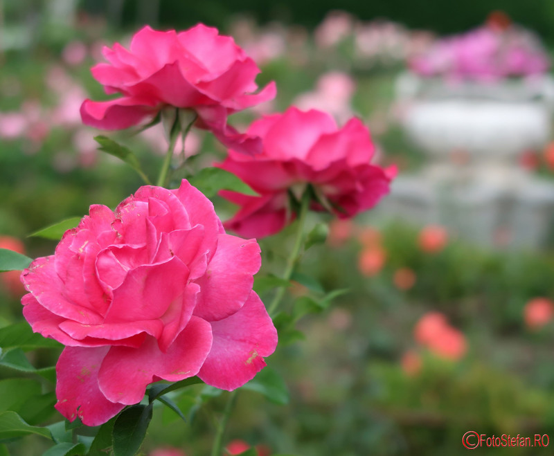 parcul-rozelor-trandafiri-timisoara_64.JPG