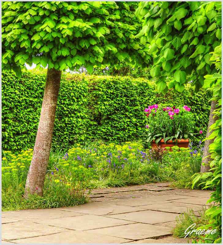 A Path Leading to the Lime Walk