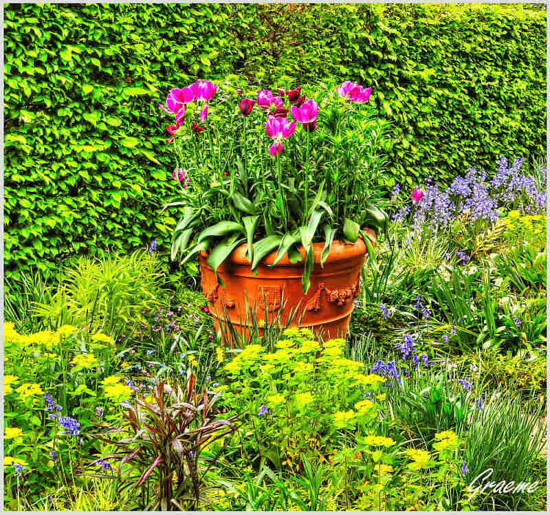 Tulips & Bluebells