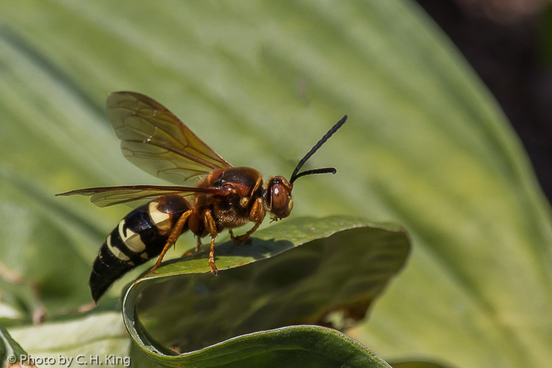 Eastern Cicada Killer