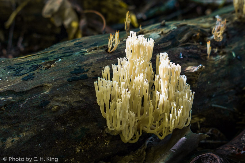 Coral Fungi - clavarioid fungi