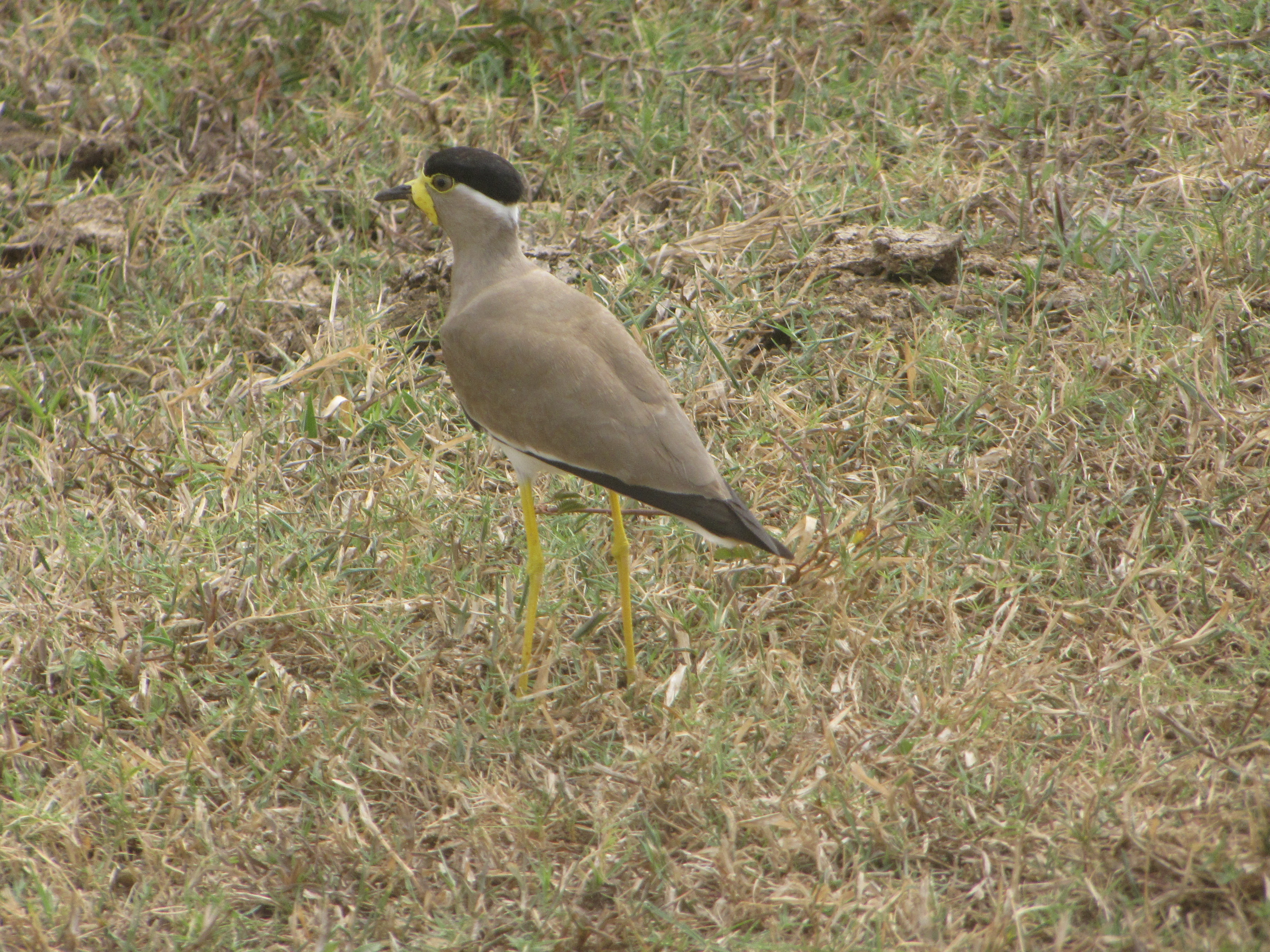 Steppe kievit