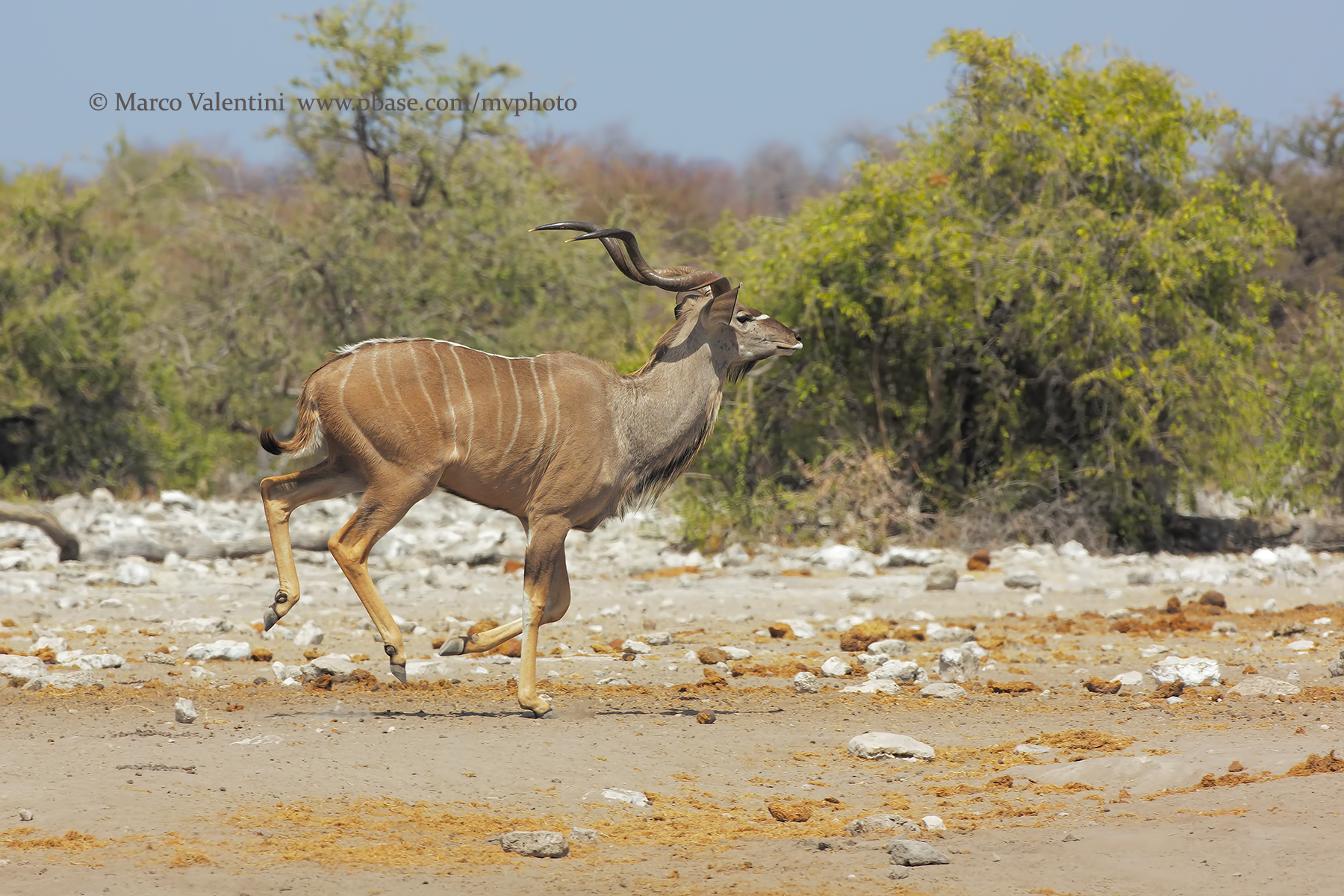 Greater Kudu - Tragelaphus strepsiceros