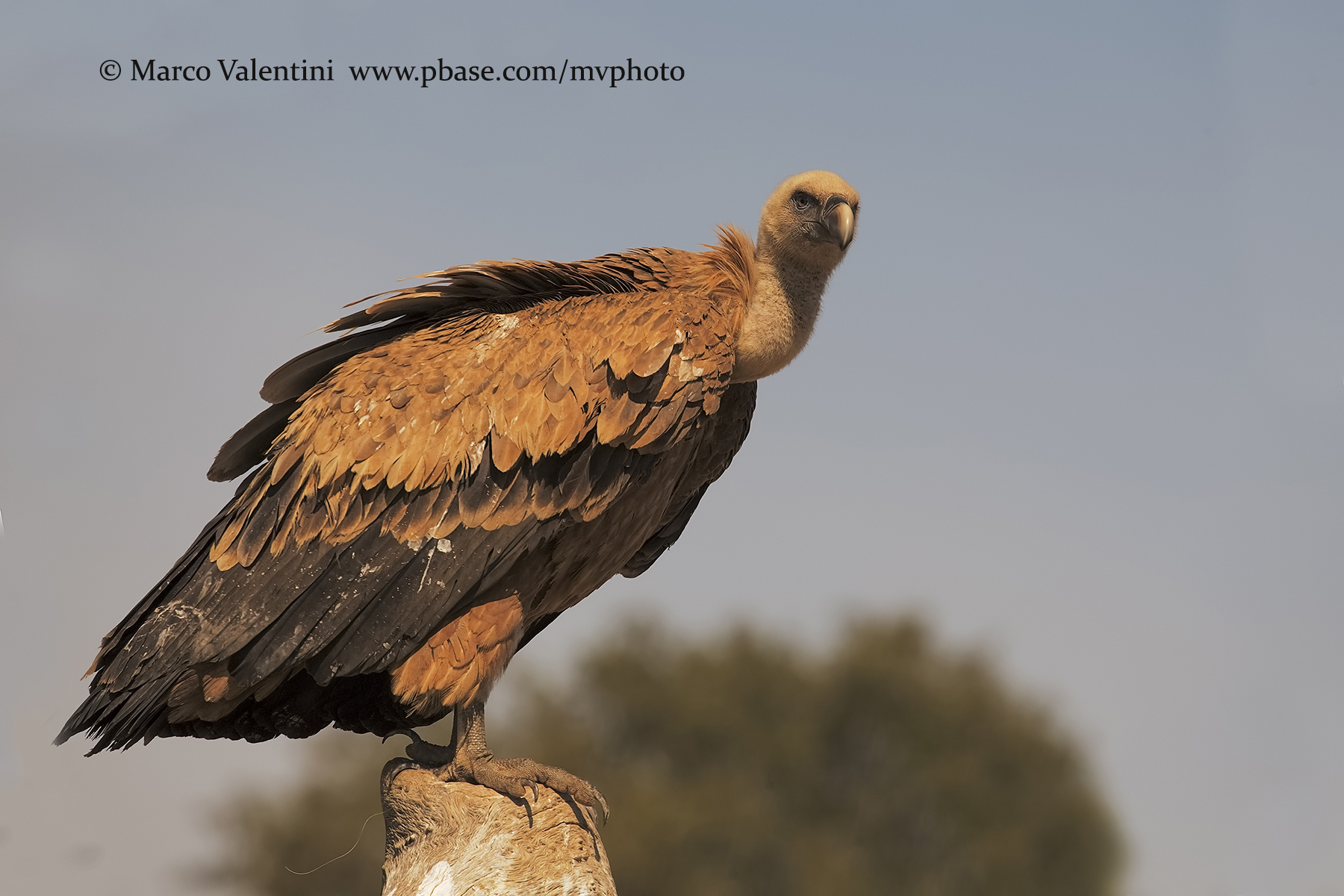 Griffon vulture - Gyps fulvus