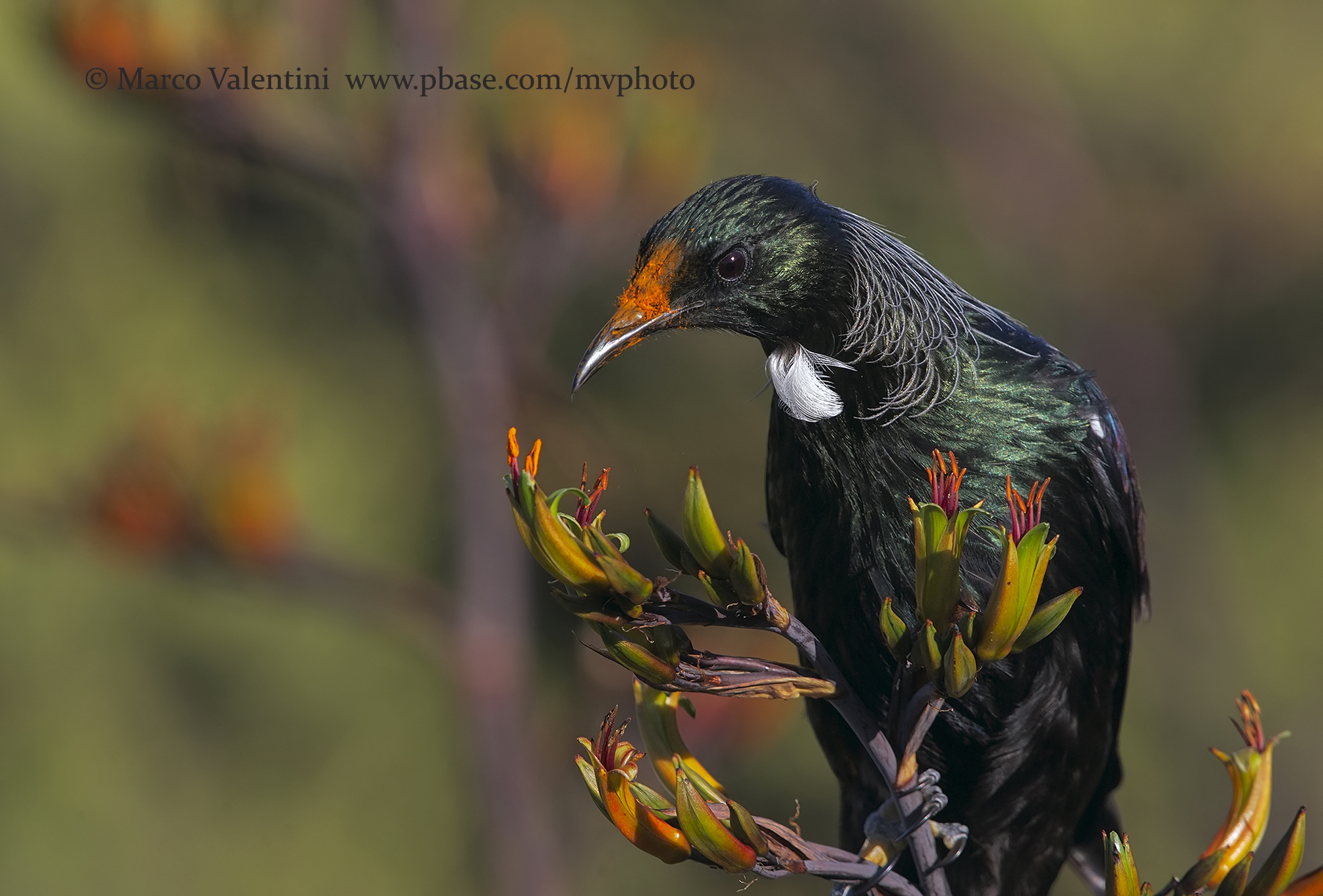 Tui - Prosthemadera novaeseelandiae