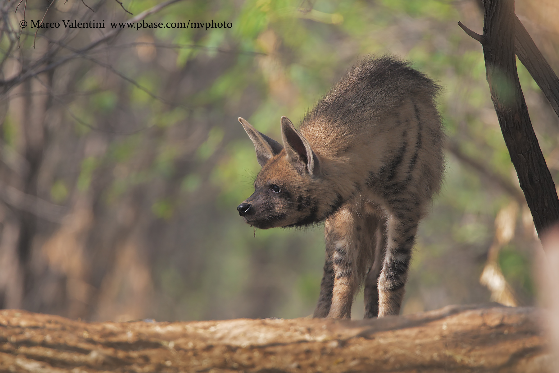 Striped Hyena - Hyaena hyaena