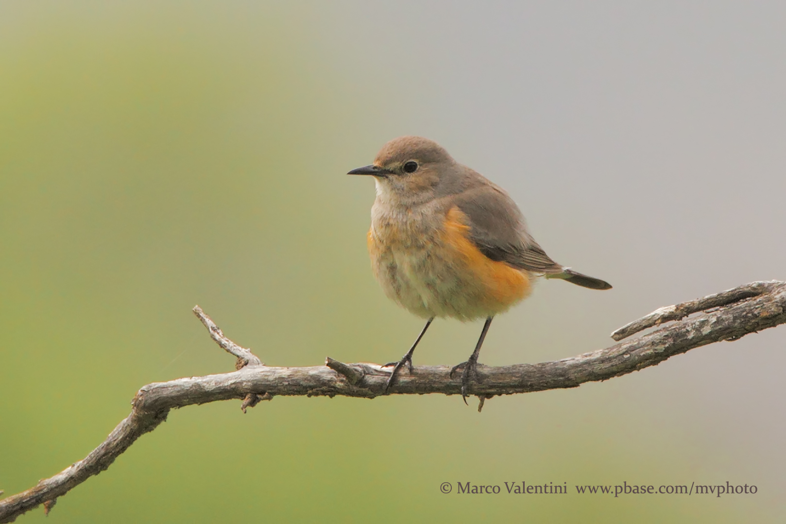 White-throated robin - Irania gutturalis