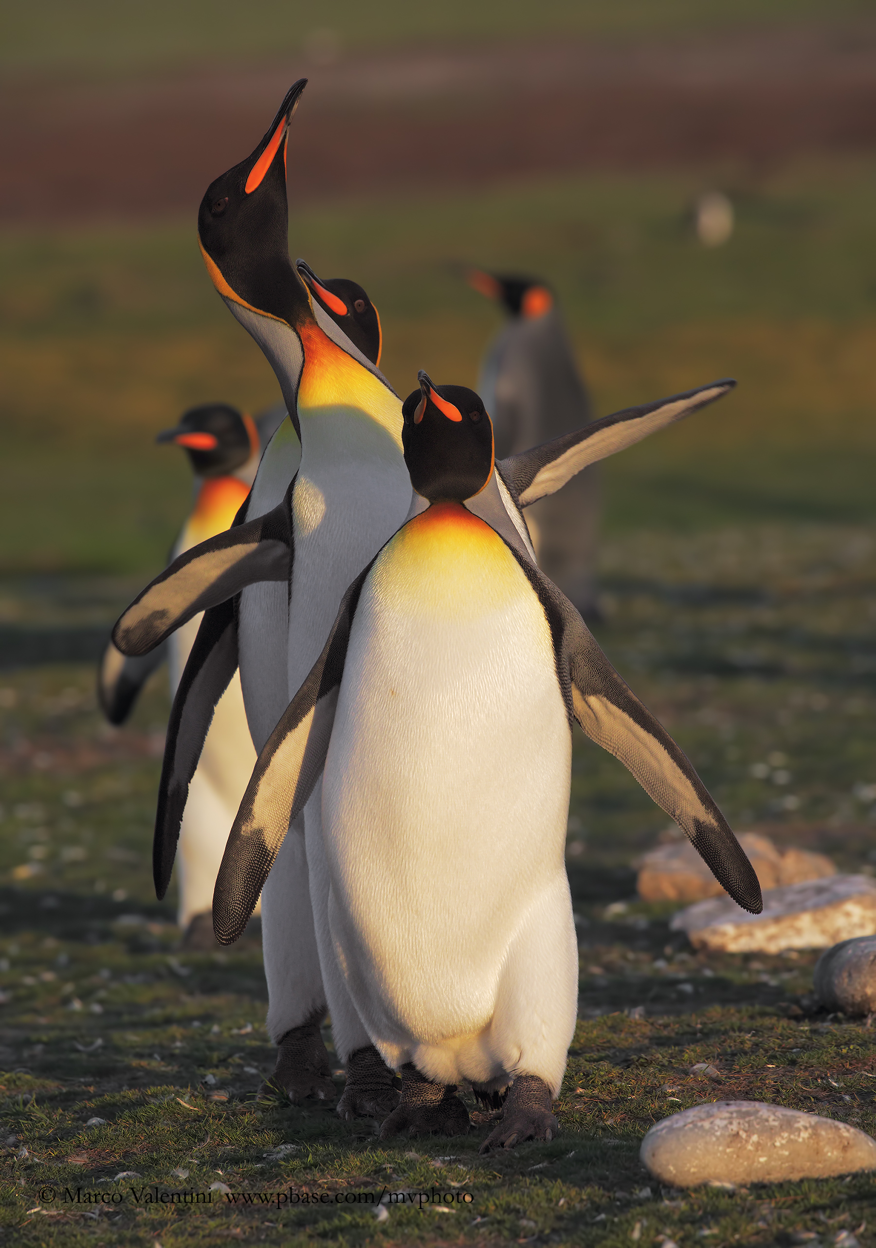 King penguin - Aptenodyptes patagonicus