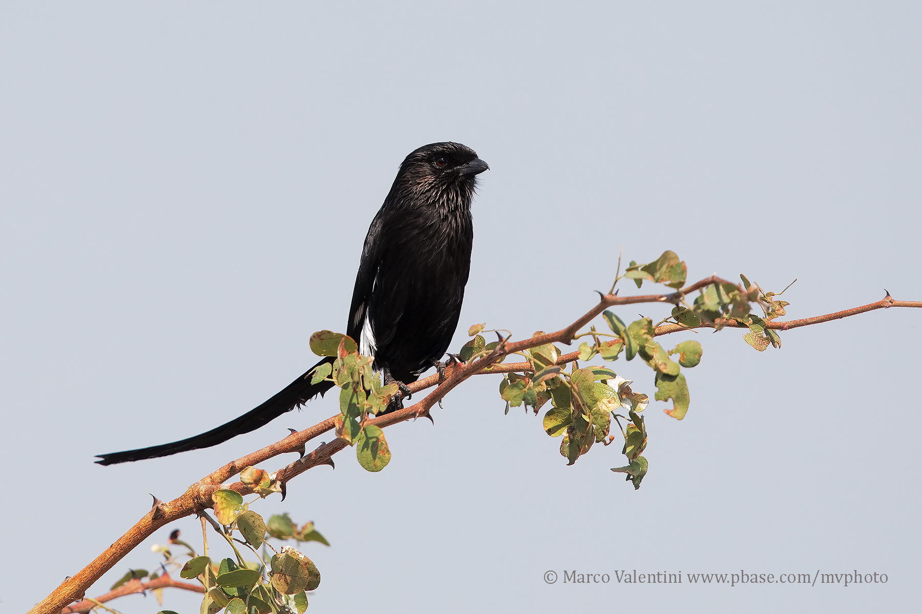 Magpie Shrike - Urolestes melanoleucos