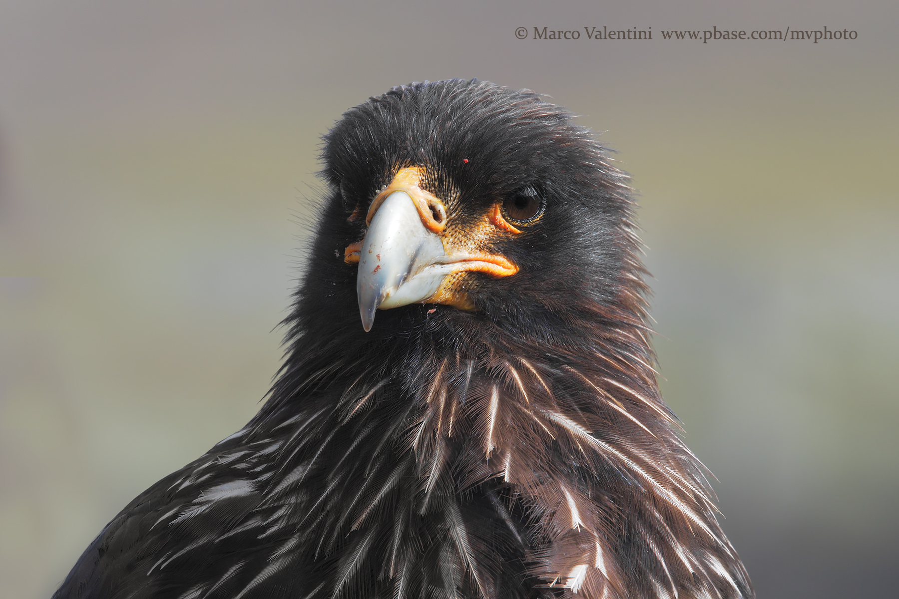 Striated caracara - Phalcoboenus australis