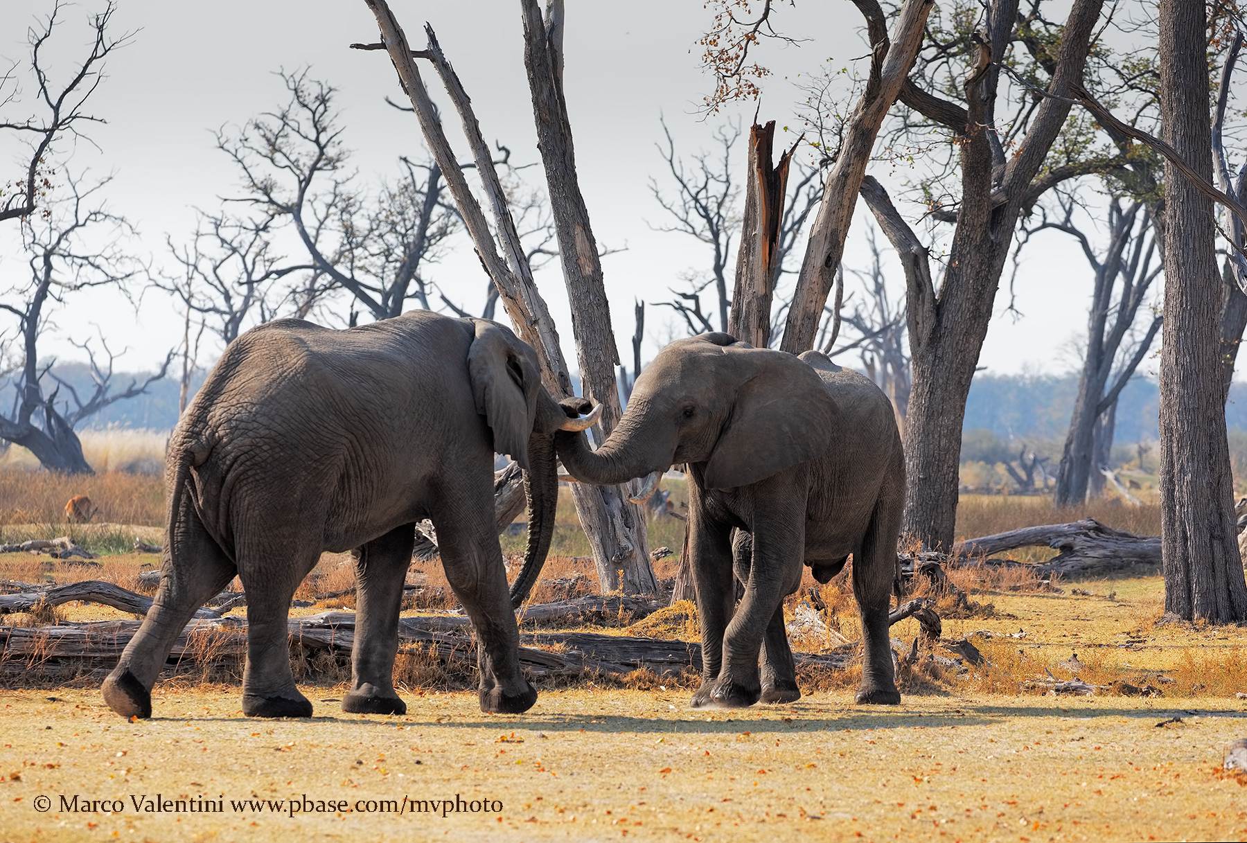 African Elephant - Loxodonta africana