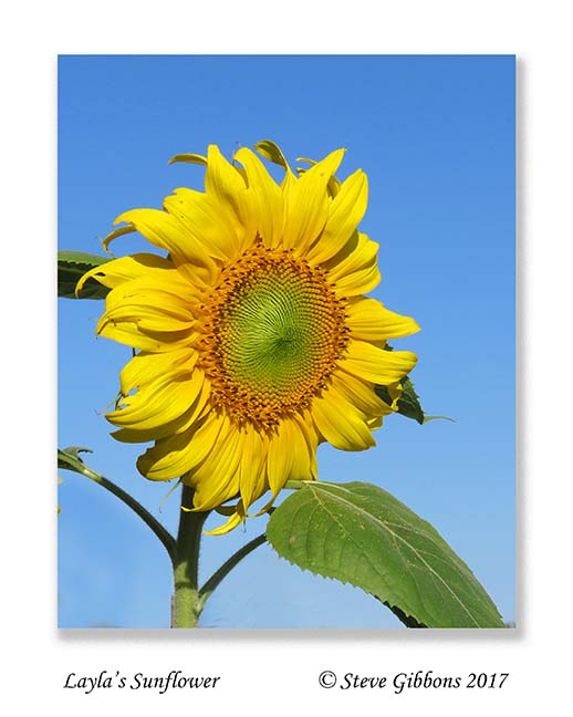 Laylas Sunflower