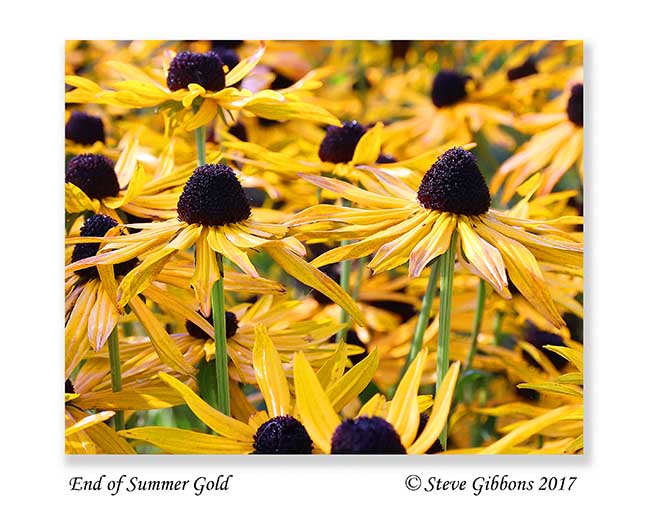 End of Summer Gold