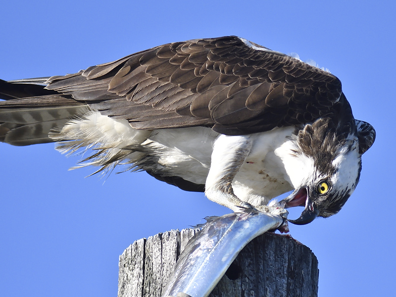 osprey BRD4773.JPG