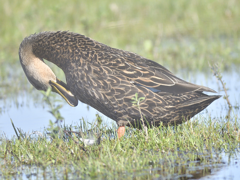 mottled duck BRD4842.JPG