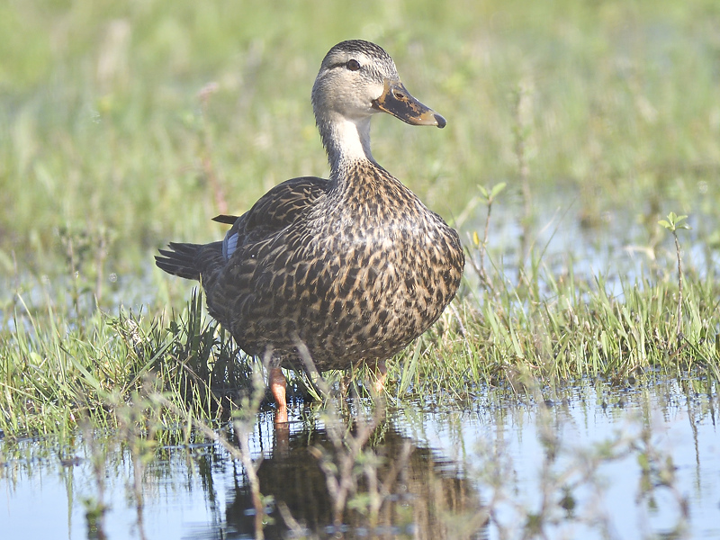 mottled duck BRD4849.JPG