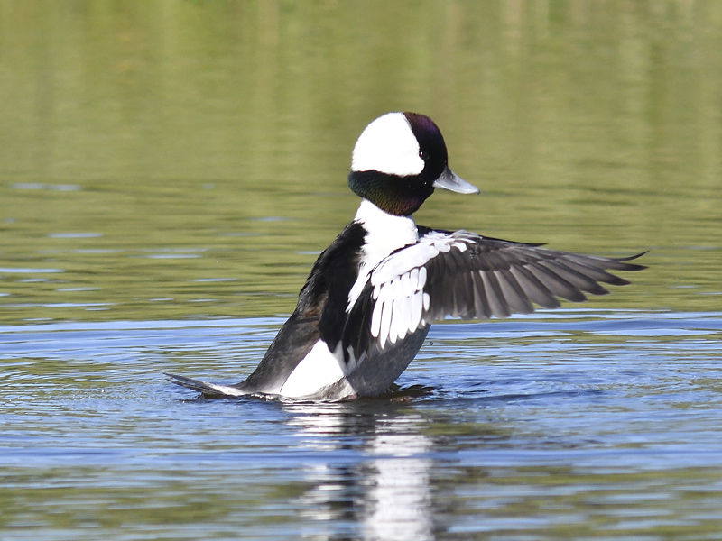 bufflehead BRD4864.JPG