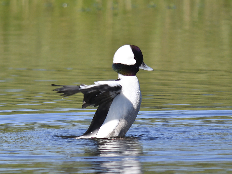 bufflehead BRD4865.JPG