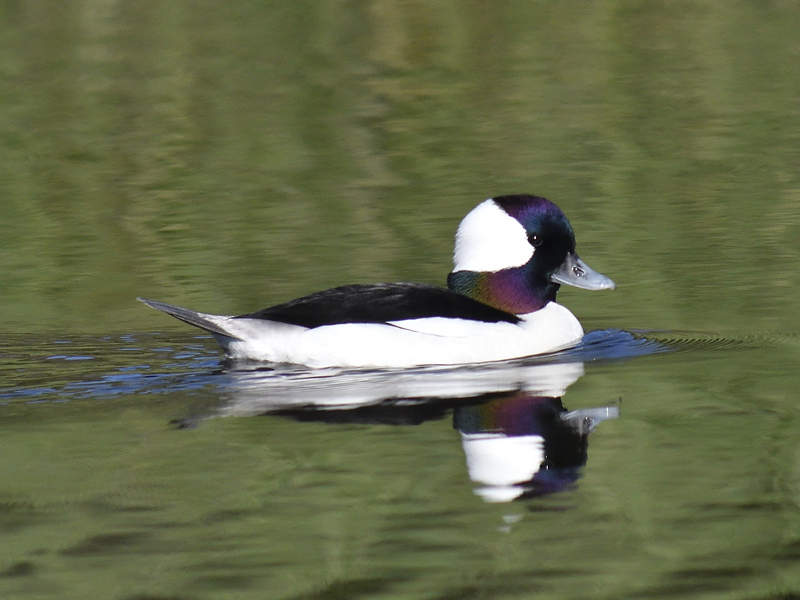 bufflehead BRD4871.JPG